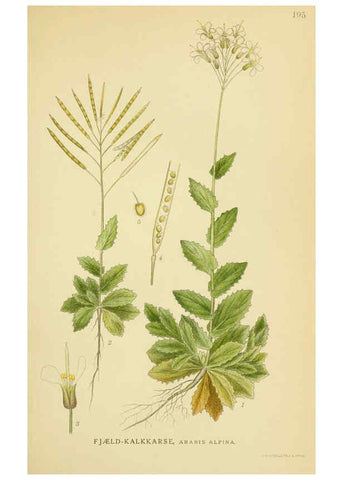 Reproducción/Reproduction 6029388252: Billeder af nordens flora. v.1 København,G.E.C. Gad's forlag,1917-1927