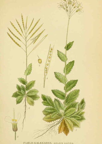 Reproducción/Reproduction 6029388252: Billeder af nordens flora. v.1 København,G.E.C. Gad's forlag,1917-1927