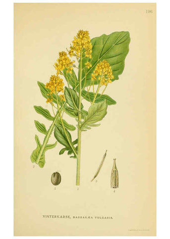 Reproducción/Reproduction 6029388548: Billeder af nordens flora. v.1 København,G.E.C. Gad's forlag,1917-1927