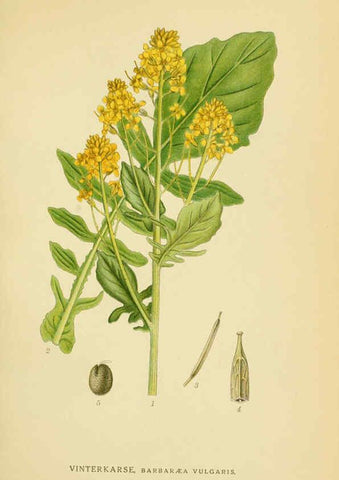 Reproducción/Reproduction 6029388548: Billeder af nordens flora. v.1 København,G.E.C. Gad's forlag,1917-1927