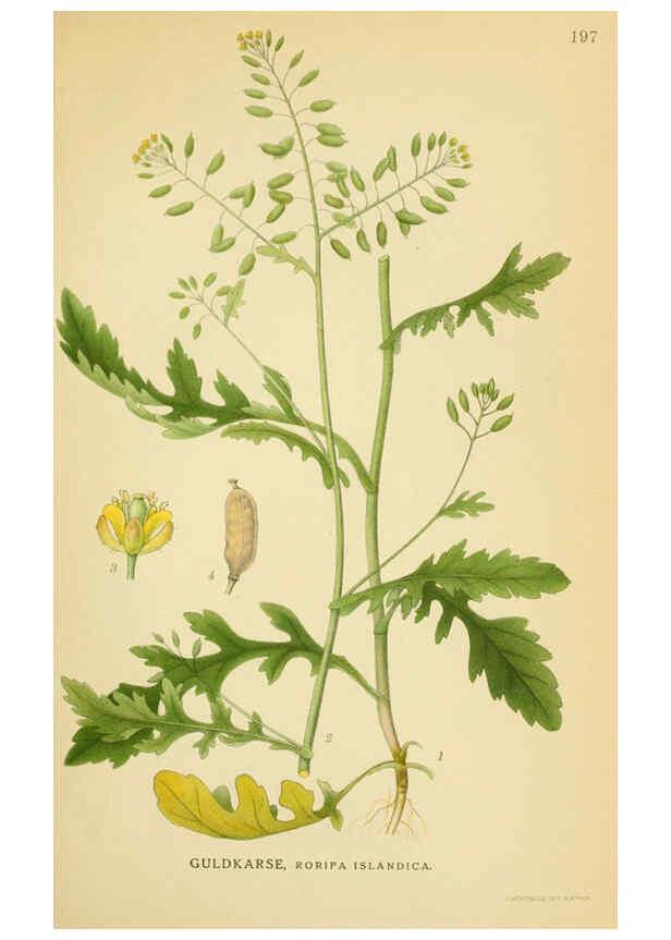 Reproducción/Reproduction 6029388790: Billeder af nordens flora. v.1 København,G.E.C. Gad's forlag,1917-1927