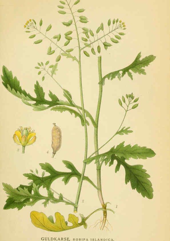 Reproducción/Reproduction 6029388790: Billeder af nordens flora. v.1 København,G.E.C. Gad's forlag,1917-1927
