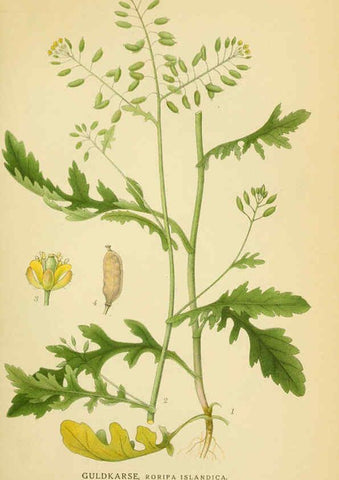 Reproducción/Reproduction 6029388790: Billeder af nordens flora. v.1 København,G.E.C. Gad's forlag,1917-1927