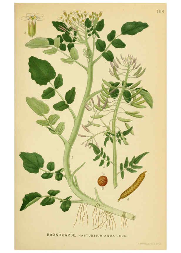 Reproducción/Reproduction 6028836985: Billeder af nordens flora. v.1 København,G.E.C. Gad's forlag,1917-1927