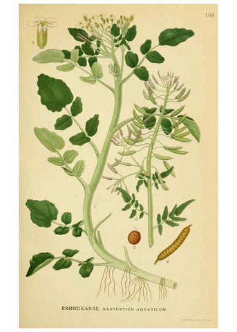 Reproducción/Reproduction 6028836985: Billeder af nordens flora. v.1 København,G.E.C. Gad's forlag,1917-1927