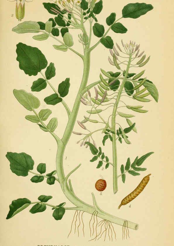 Reproducción/Reproduction 6028836985: Billeder af nordens flora. v.1 København,G.E.C. Gad's forlag,1917-1927