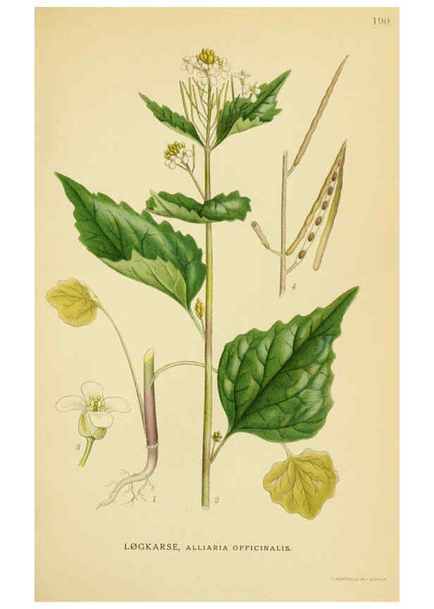Reproducción/Reproduction 6029386816: Billeder af nordens flora. v.1 København,G.E.C. Gad's forlag,1917-1927