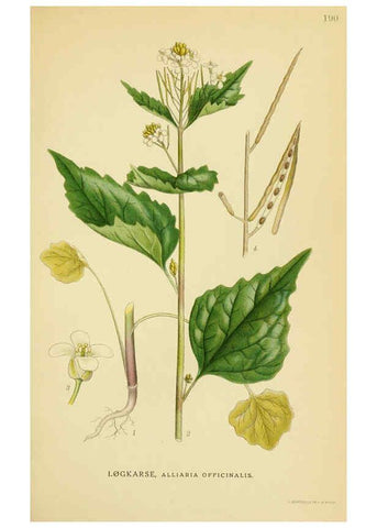Reproducción/Reproduction 6029386816: Billeder af nordens flora. v.1 København,G.E.C. Gad's forlag,1917-1927