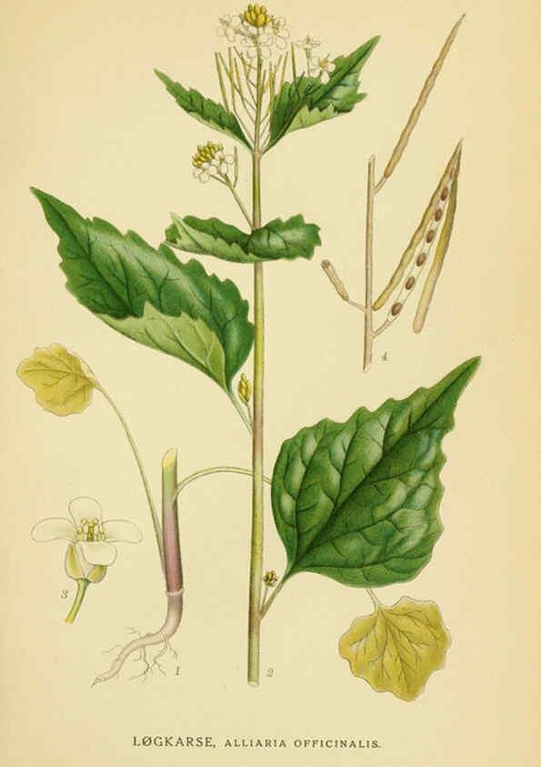 Reproducción/Reproduction 6029386816: Billeder af nordens flora. v.1 København,G.E.C. Gad's forlag,1917-1927