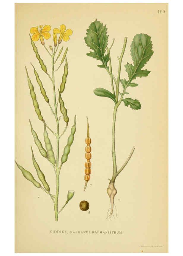 Reproducción/Reproduction 6029390022: Billeder af nordens flora. v.1 København,G.E.C. Gad's forlag,1917-1927