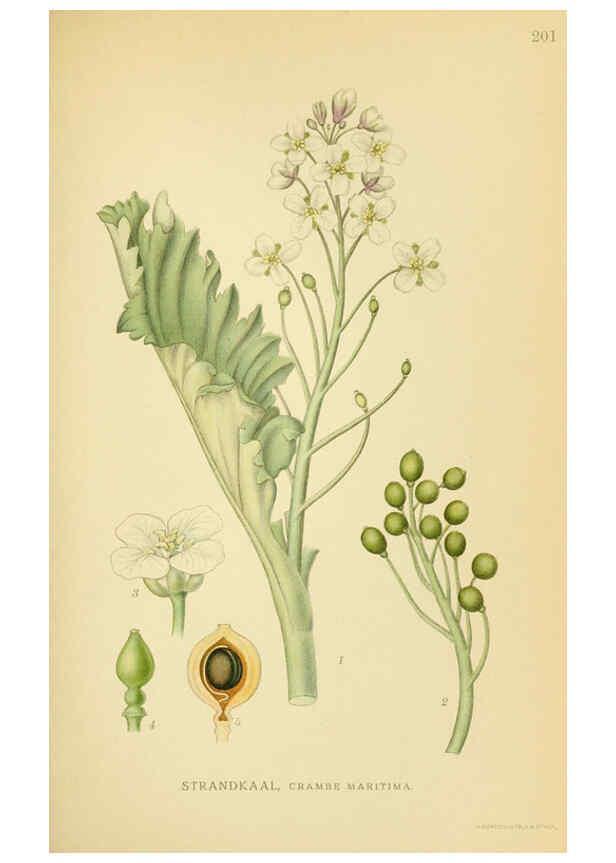 Reproducción/Reproduction 6029390798: Billeder af nordens flora. v.1 København,G.E.C. Gad's forlag,1917-1927