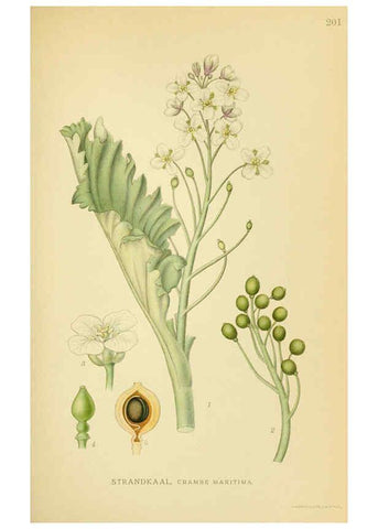 Reproducción/Reproduction 6029390798: Billeder af nordens flora. v.1 København,G.E.C. Gad's forlag,1917-1927