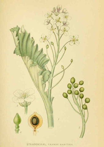 Reproducción/Reproduction 6029390798: Billeder af nordens flora. v.1 København,G.E.C. Gad's forlag,1917-1927