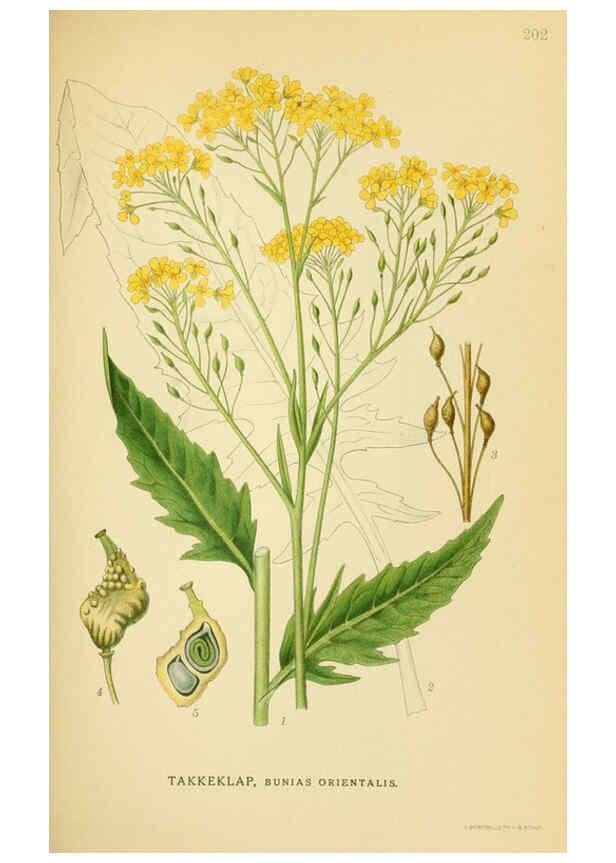Reproducción/Reproduction 6028838379: Billeder af nordens flora. v.1 København,G.E.C. Gad's forlag,1917-1927