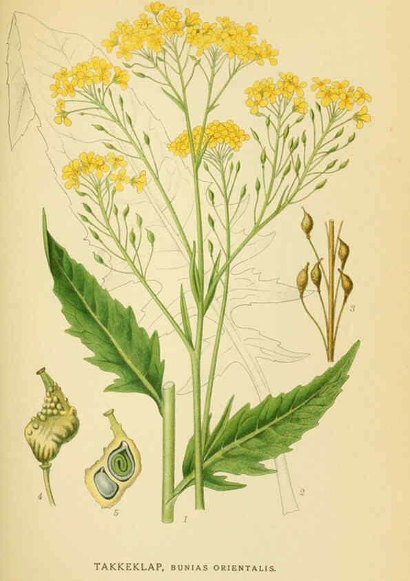 Reproducción/Reproduction 6028838379: Billeder af nordens flora. v.1 København,G.E.C. Gad's forlag,1917-1927