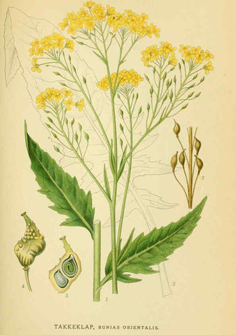 Reproducción/Reproduction 6028838379: Billeder af nordens flora. v.1 København,G.E.C. Gad's forlag,1917-1927