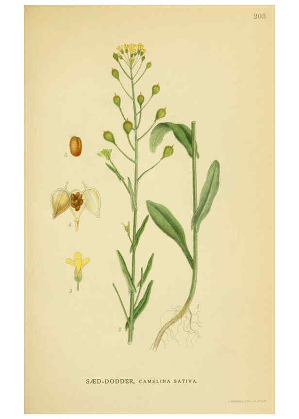 Reproducción/Reproduction 6028838589: Billeder af nordens flora. v.1 København,G.E.C. Gad's forlag,1917-1927