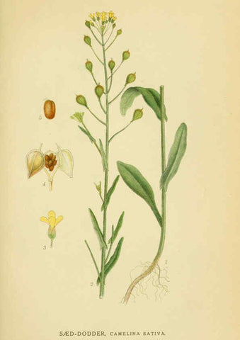 Reproducción/Reproduction 6028838589: Billeder af nordens flora. v.1 København,G.E.C. Gad's forlag,1917-1927