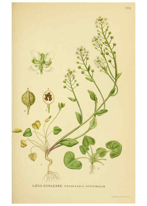 Reproducción/Reproduction 6028838927: Billeder af nordens flora. v.1 København,G.E.C. Gad's forlag,1917-1927