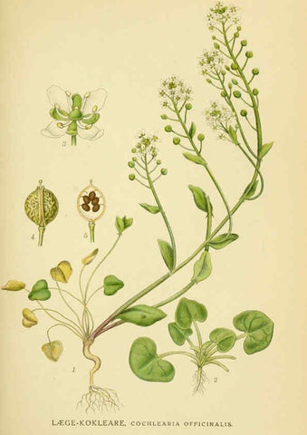 Reproducción/Reproduction 6028838927: Billeder af nordens flora. v.1 København,G.E.C. Gad's forlag,1917-1927