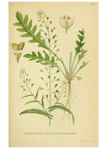 Reproducción/Reproduction 6029391934: Billeder af nordens flora. v.1 København,G.E.C. Gad's forlag,1917-1927