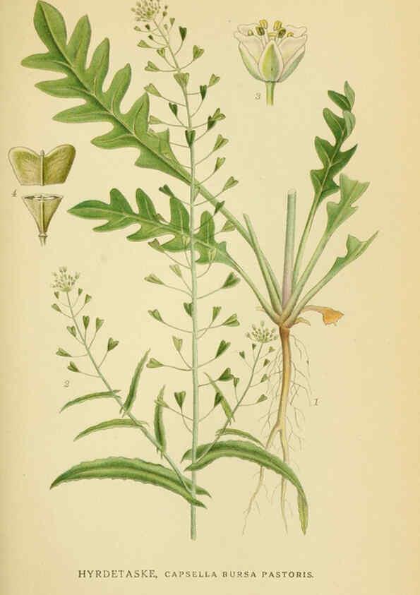 Reproducción/Reproduction 6029391934: Billeder af nordens flora. v.1 København,G.E.C. Gad's forlag,1917-1927