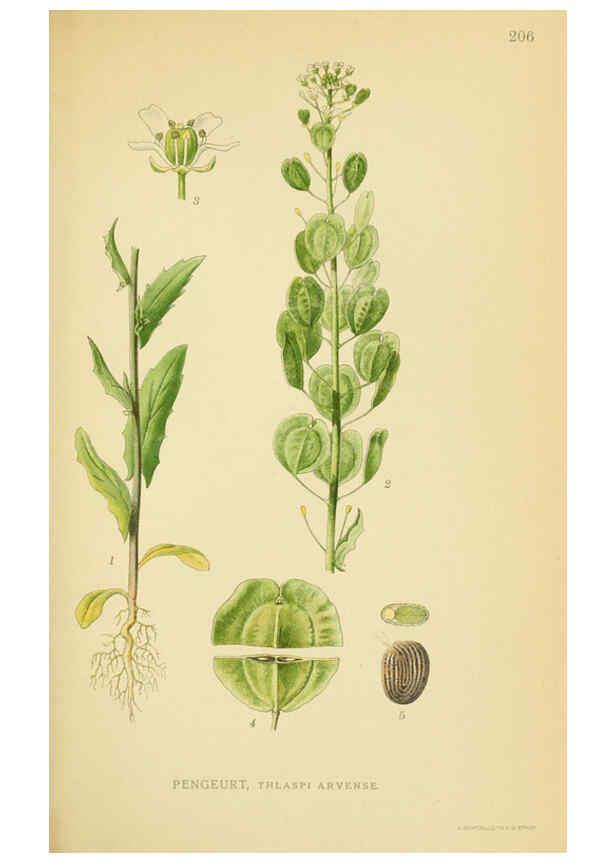 Reproducción/Reproduction 6028839681: Billeder af nordens flora. v.1 København,G.E.C. Gad's forlag,1917-1927