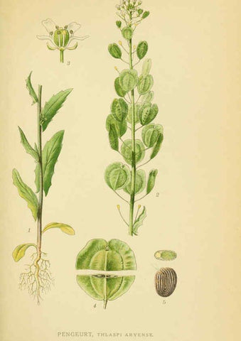 Reproducción/Reproduction 6028839681: Billeder af nordens flora. v.1 København,G.E.C. Gad's forlag,1917-1927