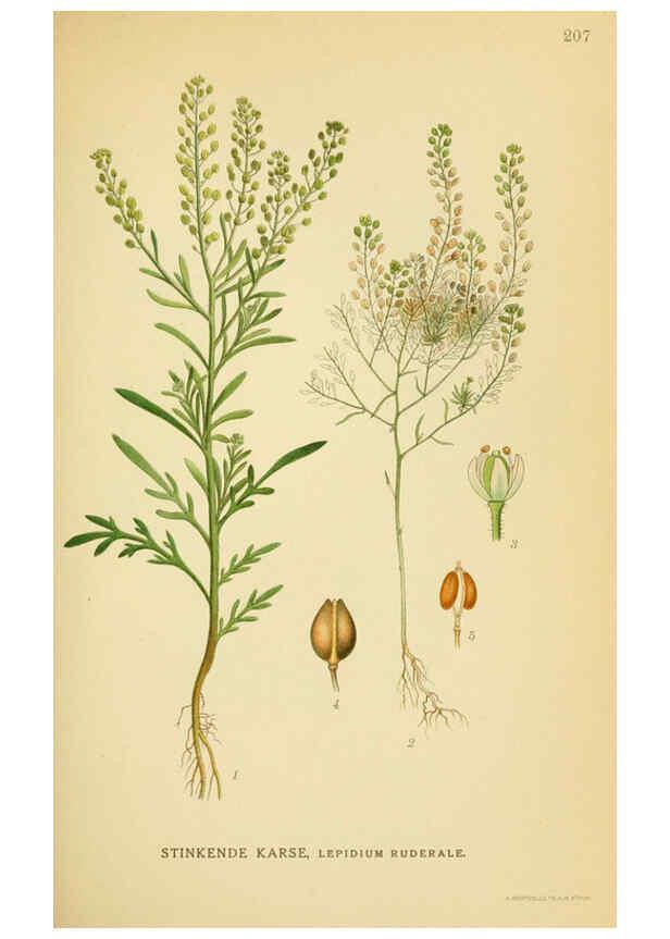 Reproducción/Reproduction 6029392524: Billeder af nordens flora. v.1 København,G.E.C. Gad's forlag,1917-1927