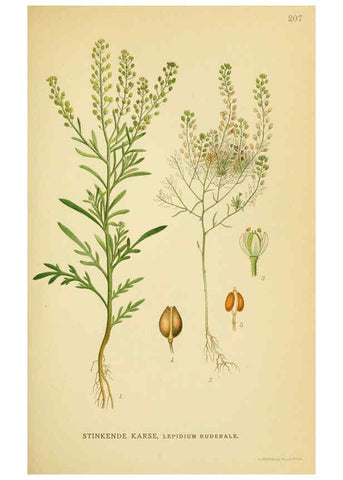 Reproducción/Reproduction 6029392524: Billeder af nordens flora. v.1 København,G.E.C. Gad's forlag,1917-1927