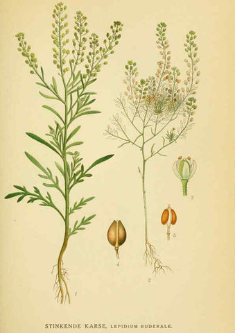 Reproducción/Reproduction 6029392524: Billeder af nordens flora. v.1 København,G.E.C. Gad's forlag,1917-1927