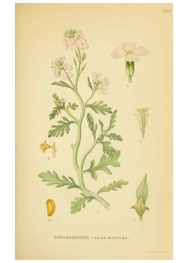 Reproducción/Reproduction 6029390380: Billeder af nordens flora. v.1 København,G.E.C. Gad's forlag,1917-1927