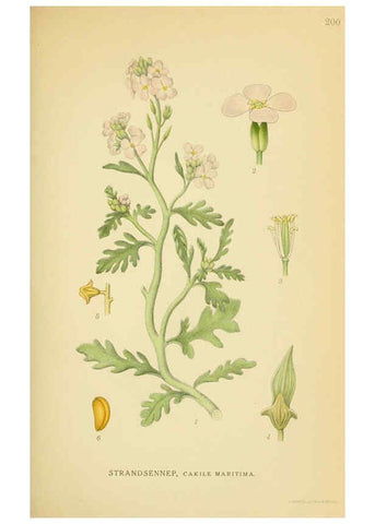 Reproducción/Reproduction 6029390380: Billeder af nordens flora. v.1 København,G.E.C. Gad's forlag,1917-1927
