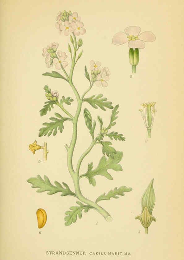Reproducción/Reproduction 6029390380: Billeder af nordens flora. v.1 København,G.E.C. Gad's forlag,1917-1927