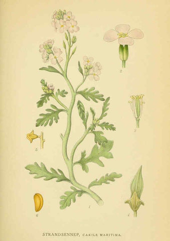 Reproducción/Reproduction 6029390380: Billeder af nordens flora. v.1 København,G.E.C. Gad's forlag,1917-1927