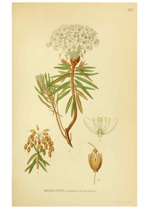 Reproducción/Reproduction 6028821697: Billeder af nordens flora. v.1 København,G.E.C. Gad's forlag,1917-1927