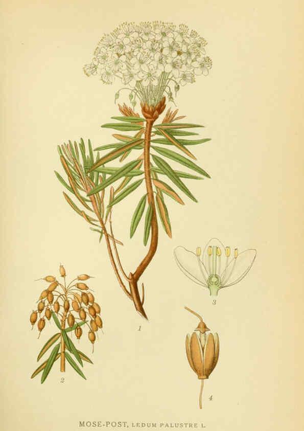 Reproducción/Reproduction 6028821697: Billeder af nordens flora. v.1 København,G.E.C. Gad's forlag,1917-1927