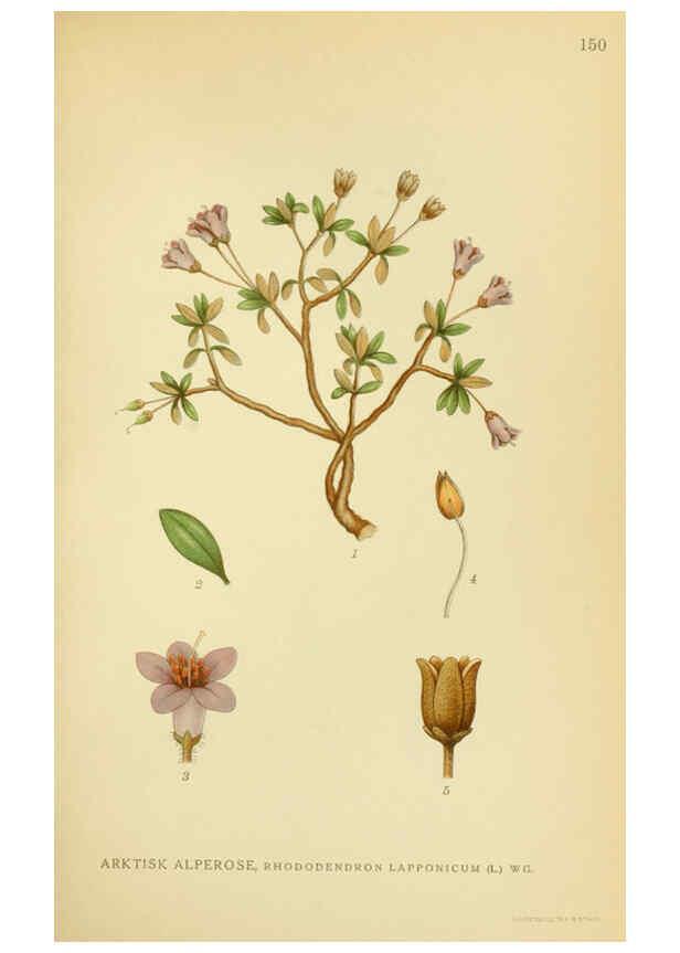 Reproducción/Reproduction 6028821207: Billeder af nordens flora. v.1 København,G.E.C. Gad's forlag,1917-1927