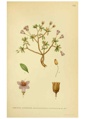 Reproducción/Reproduction 6028821207: Billeder af nordens flora. v.1 København,G.E.C. Gad's forlag,1917-1927