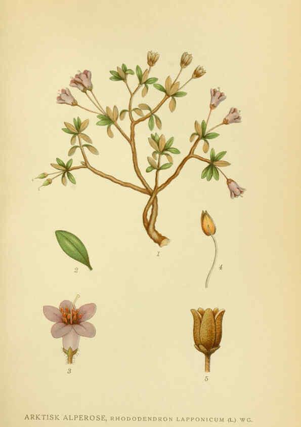 Reproducción/Reproduction 6028821207: Billeder af nordens flora. v.1 København,G.E.C. Gad's forlag,1917-1927