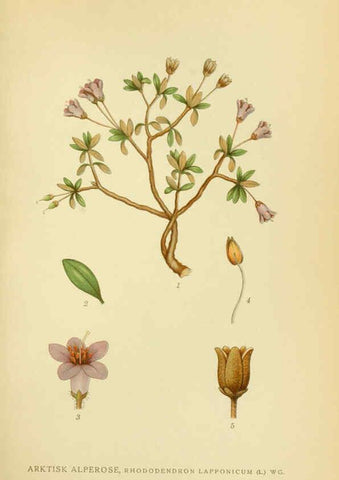 Reproducción/Reproduction 6028821207: Billeder af nordens flora. v.1 København,G.E.C. Gad's forlag,1917-1927