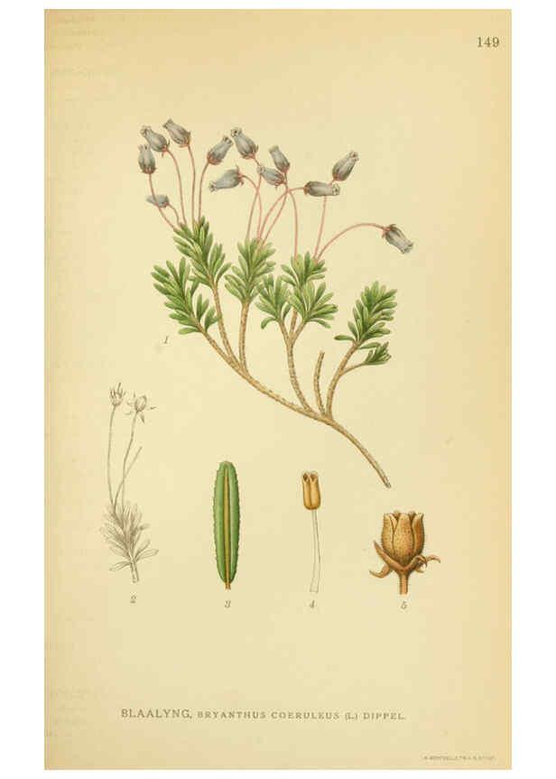 Reproducción/Reproduction 6029373432: Billeder af nordens flora. v.1 København,G.E.C. Gad's forlag,1917-1927