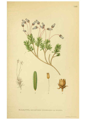 Reproducción/Reproduction 6029373432: Billeder af nordens flora. v.1 København,G.E.C. Gad's forlag,1917-1927