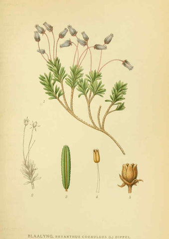 Reproducción/Reproduction 6029373432: Billeder af nordens flora. v.1 København,G.E.C. Gad's forlag,1917-1927
