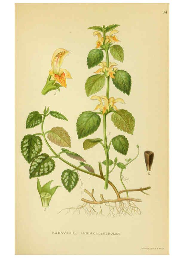 Reproducción/Reproduction 6028804225: Billeder af nordens flora. v.1 København,G.E.C. Gad's forlag,1917-1927
