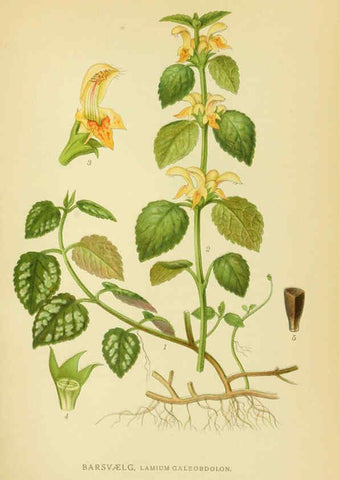 Reproducción/Reproduction 6028804225: Billeder af nordens flora. v.1 København,G.E.C. Gad's forlag,1917-1927