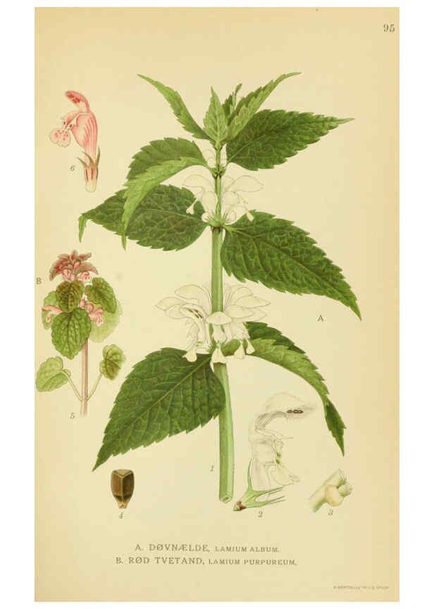 Reproducción/Reproduction 6028804523: Billeder af nordens flora. v.1 København,G.E.C. Gad's forlag,1917-1927