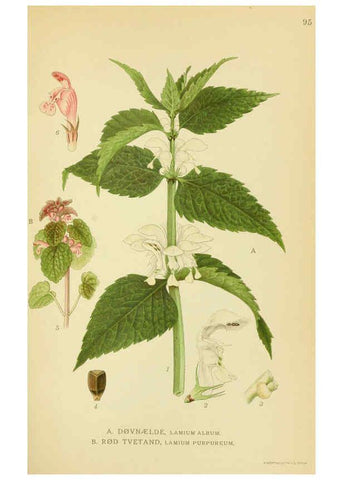 Reproducción/Reproduction 6028804523: Billeder af nordens flora. v.1 København,G.E.C. Gad's forlag,1917-1927