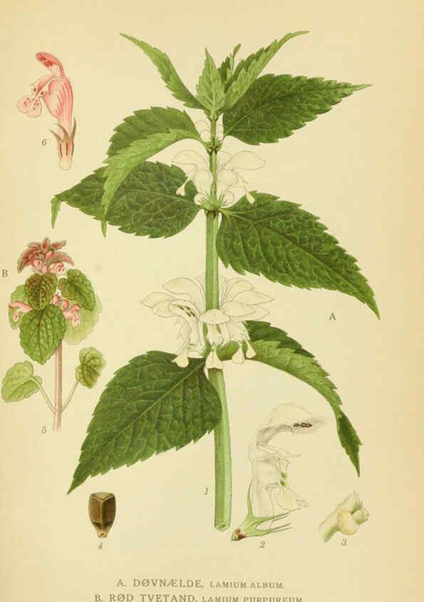 Reproducción/Reproduction 6028804523: Billeder af nordens flora. v.1 København,G.E.C. Gad's forlag,1917-1927