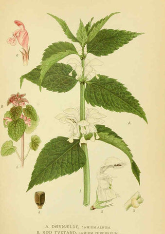 Reproducción/Reproduction 6028804523: Billeder af nordens flora. v.1 København,G.E.C. Gad's forlag,1917-1927